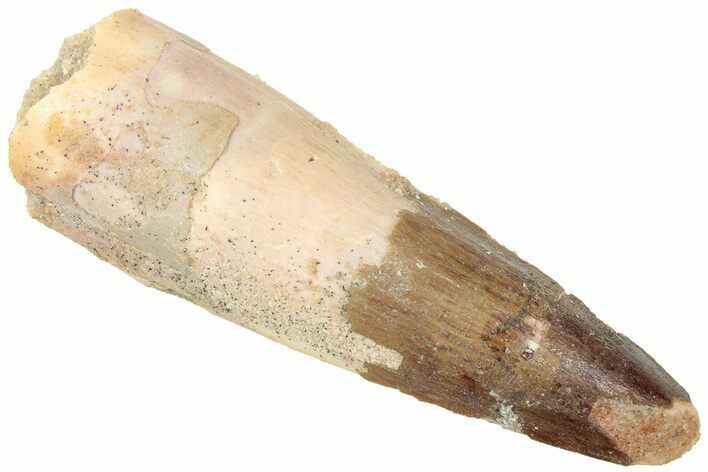 Fossil Spinosaurus Tooth - Real Dinosaur Tooth #312920
